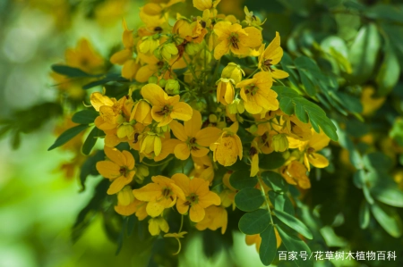无论从药用还是观赏,这种植物都是值得大家了解 第8张 无论从药用还是观赏,这种植物都是值得大家了解 第8张